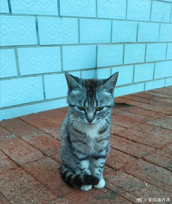 猫咪为什么能钻过比身体窄的门缝？