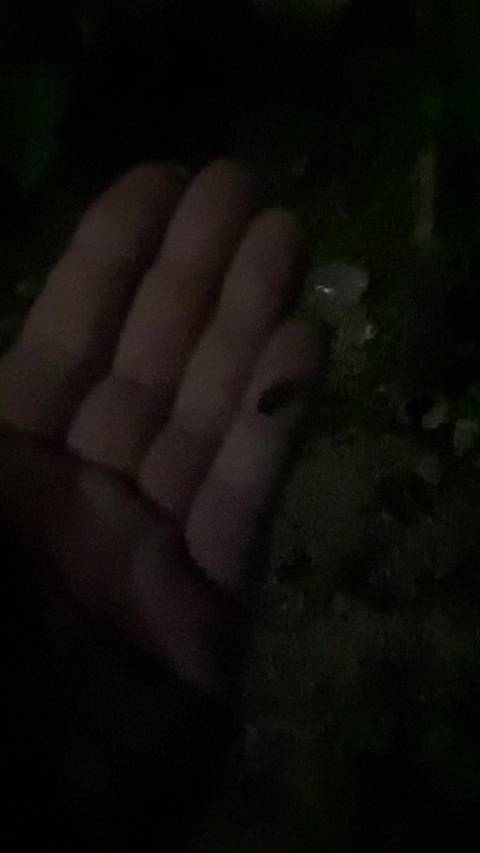 萤火虫