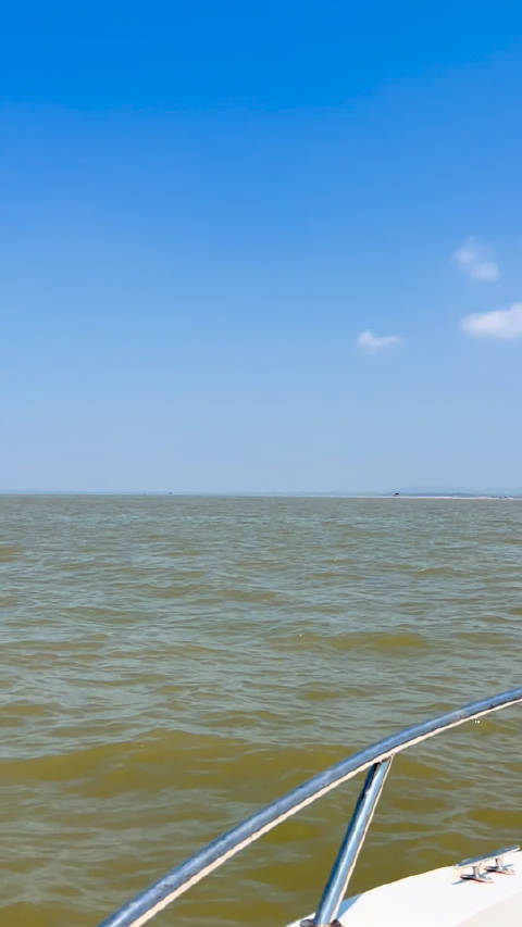 欧豪 当海鸥看到海豚，豪开心呀