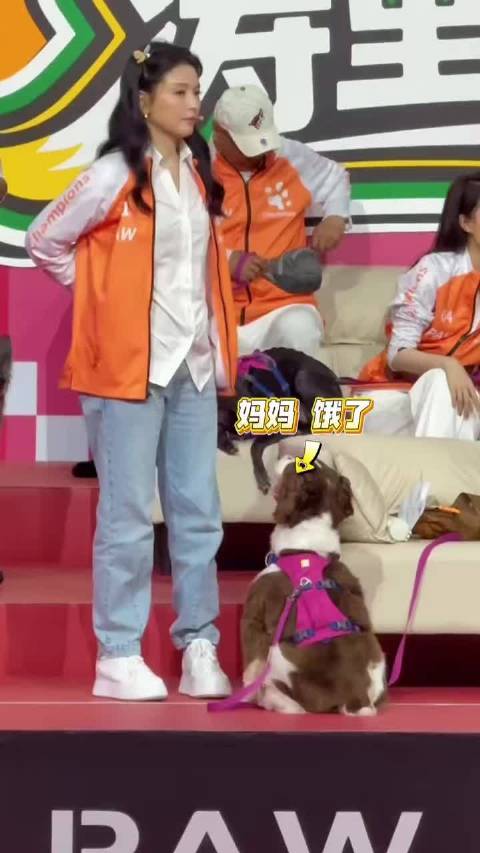 救命！刘涛和查理这段互动太有梗，小狗被零食拿捏，差点当场开口和人类对话