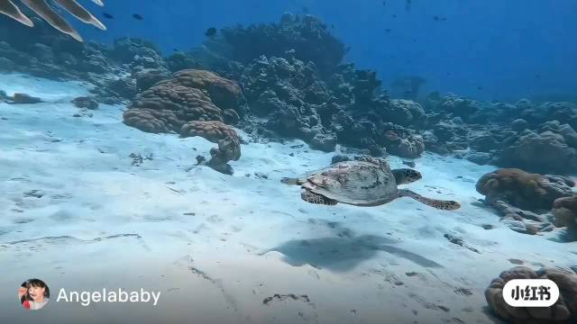 AB“海龟慢慢来”是在暗我们吗