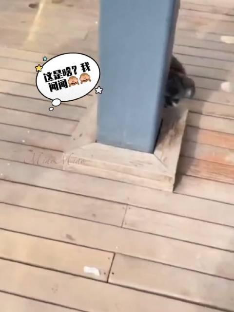 呲牙