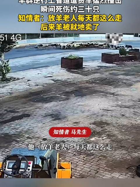 老人省道放羊，货车撞死撞伤30只羊