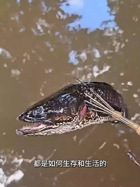 马达加斯加的原始部落都是如何生存和生活的