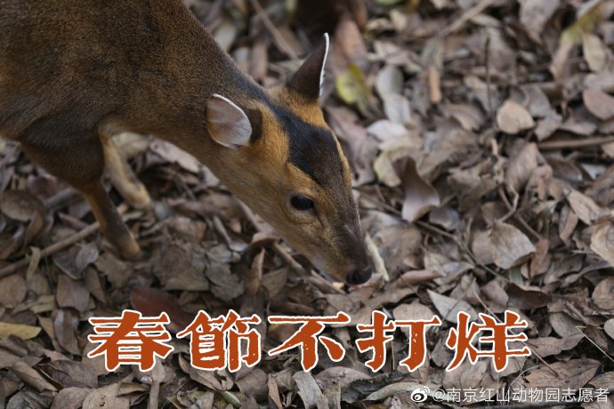 红山森林动物园的开放时间是什么? 红山森林动物园的开放时间是什么?