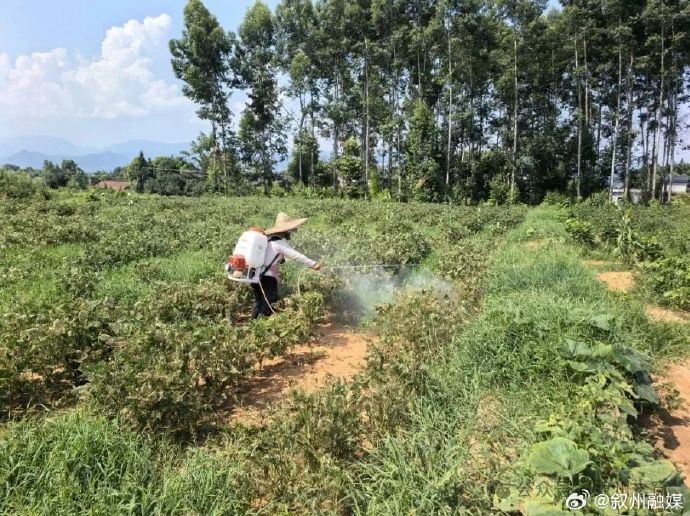 各地抢抓农时,田间管理妙招大盘点 各地抢抓农时,田间管理妙招大盘点