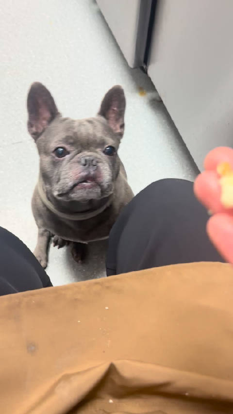 何与喂宠物，笑称其像黑啤一样吃不饱