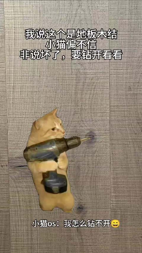 合肥 小猫修理工上线