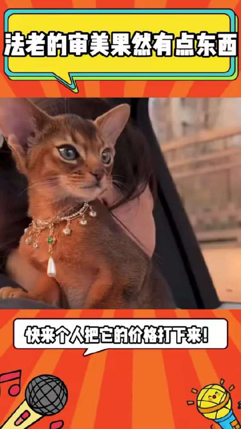 阿比西尼亚猫被称猫界迪丽热巴，法老审美引热议