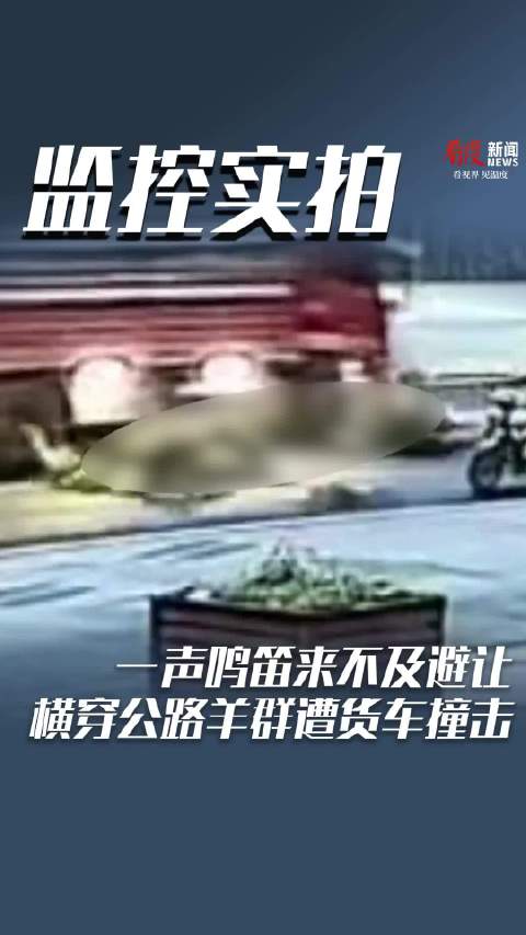 一声鸣笛来不及避让，横穿公路羊群遭货车撞击