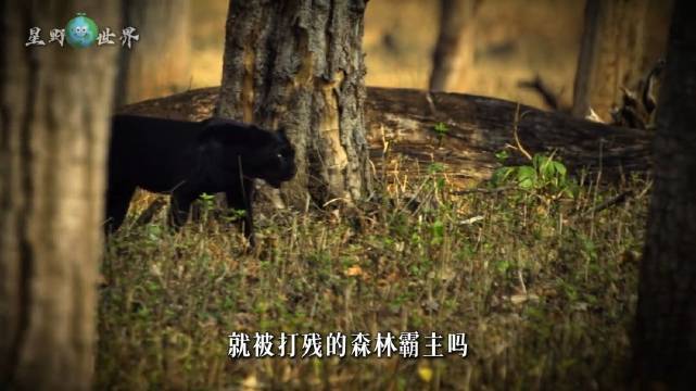 黑豹闯森林抢地盘，一身黑毛本是致命破绽，最后竟靠它逆袭成王