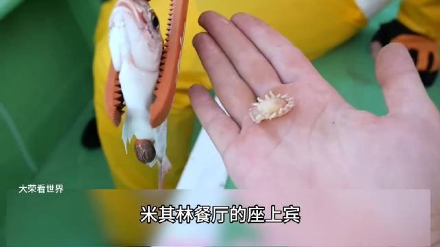 日本鱼嘴里面的寄生虫却成了很受欢迎的食物