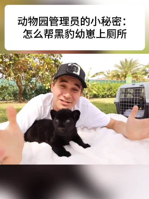给新到保育园的黑豹幼崽喂奶，完全跟小猫一模一样呀 (ourebioctoicc088tl)