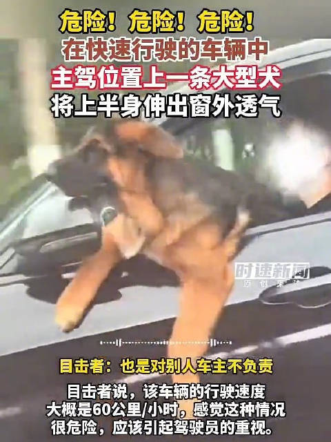 危险！危险！危险！ 在快速行驶的车辆中，主驾位置上一条大型犬将上半身伸出窗外透气