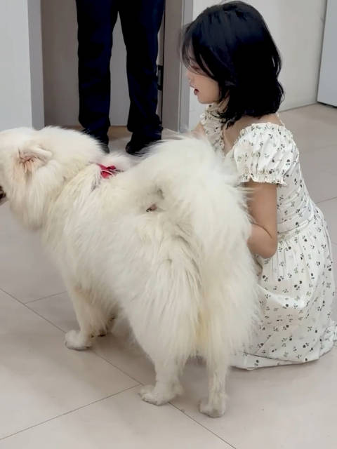 白鹿唤波比坐下 大狗扑来险撞倒