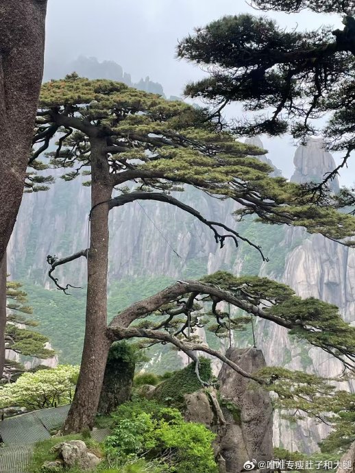 黄山风景区内有哪些必去的景点？