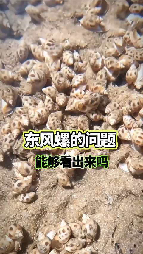 东风螺的病害，能够看出来吗？