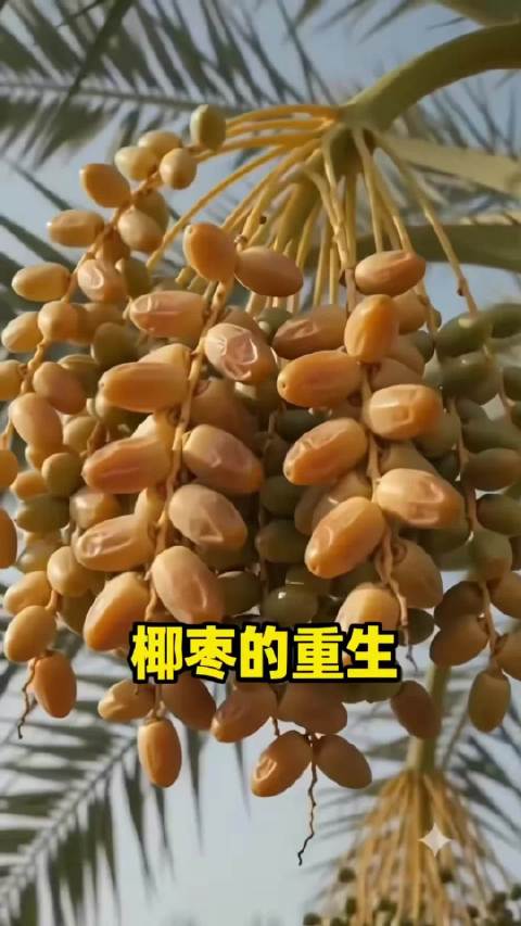 一颗饱满的椰枣掉到了马路边，结果却迎来了新生...…知识科普 （娜娜笔记）