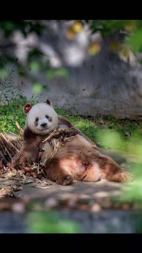 七仔仔：树荫下的胖宝宝！秦岭棕色大熊猫七仔