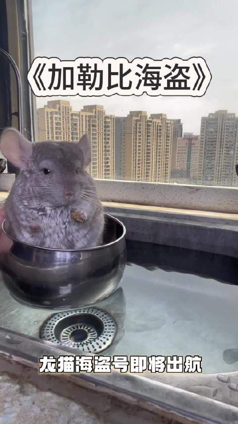 鼠鼠：我被海盗劫持了