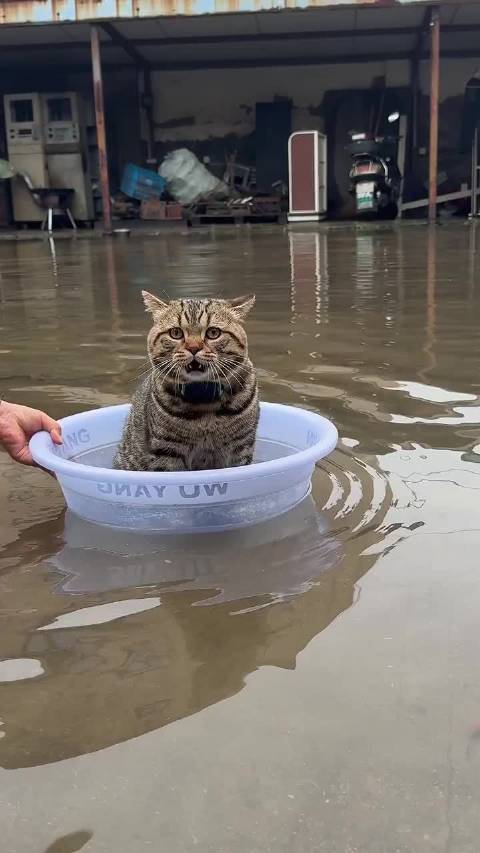 加勒比海盗猫猫 全靠父母托举的猫猫啊