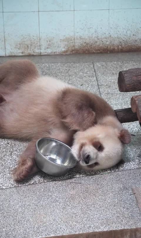 仔仔许愿一觉醒来，盆盆已是满满