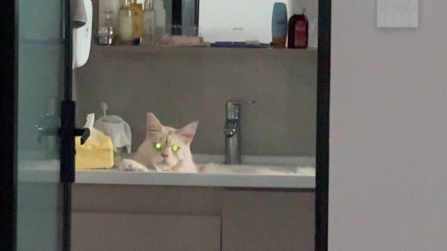猫崽陪睡20分钟 懒玩玩具 老猫突然跑动