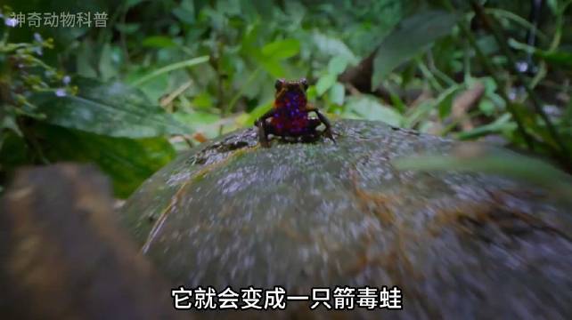 释放一次毒液，便能杀死10人的箭毒蛙~ 动物科普视频