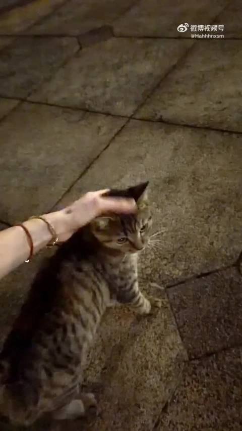 喵～你好可爱呀！