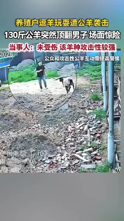 养殖户逗羊遭130斤公羊追顶