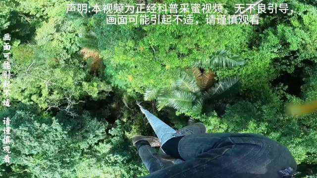 巨型野生蜂蜜狩猎：在高危处采集野生蜂蜜