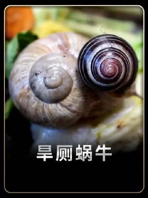 别拿旱厕蜗牛当玩笑！一只体内平均藏数百条寄生虫