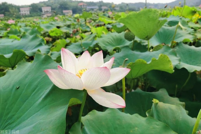 湖南茶陵千亩荷花盛放，夏日诗意打卡正当时