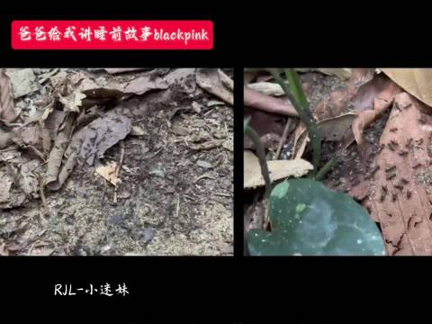 爸爸给我讲睡前故事blackpink