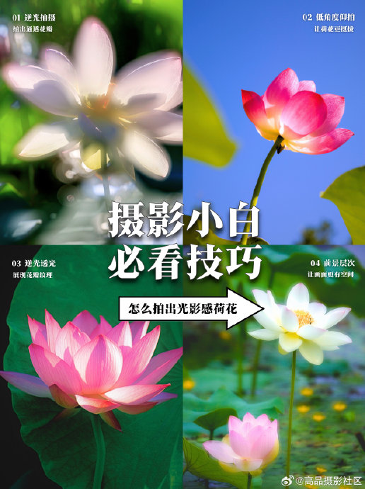 游客拍摄茶陵荷花有哪些推荐拍照技巧? 游客拍摄茶陵荷花有哪些推荐拍照技巧?