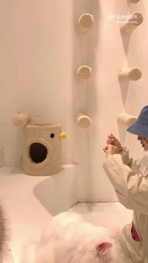 jjy鞠婧祎 姐姐七夕和我一起去逗猫