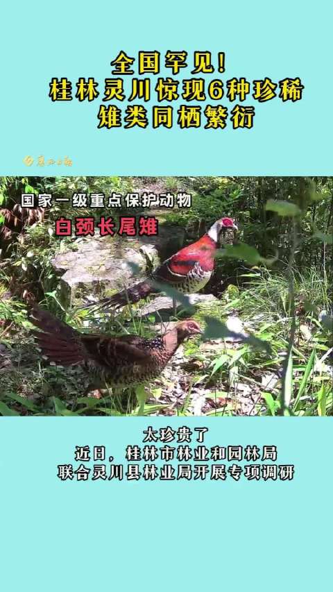 全国罕见！桂林同一栖息地监测到6种珍稀雉类