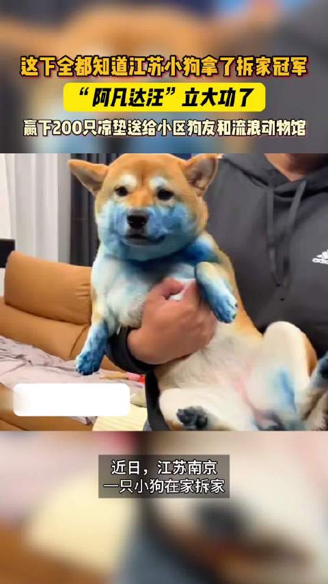 江苏柴犬拆家变“阿凡达”获奖，主人将凉垫送养宠人
