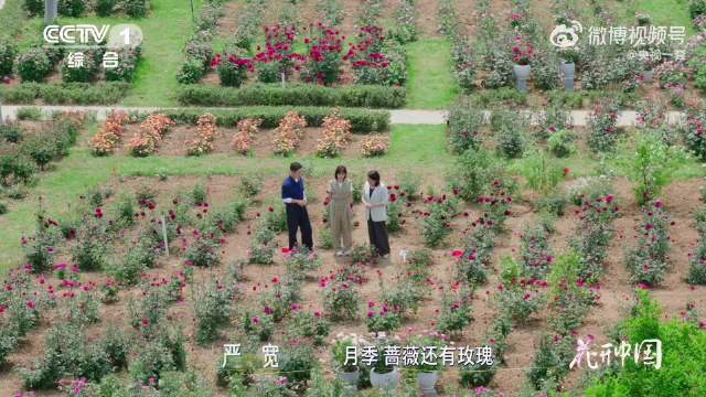 大吃一惊！女生节日收到的玫瑰竟然是月季