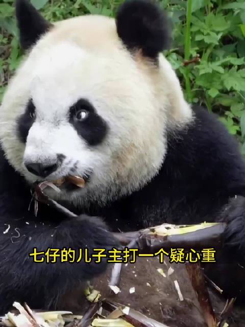 七仔800个心眼子，大儿子秦华遗传799个