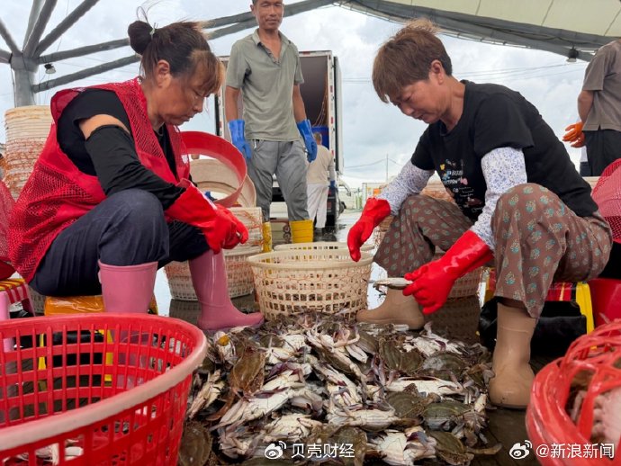 杭州舟山梭子蟹今日价格还会继续降吗？