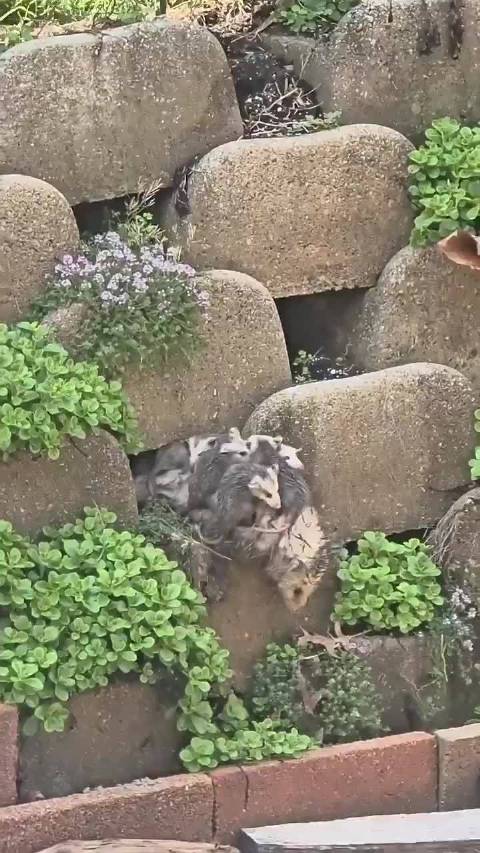 负鼠牌全地形越野宝宝巴士7