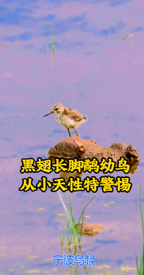 黑翅长脚鹬宁波繁衍，雏鸟僵立亲鸟急旋护雏