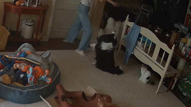 此处配乐为功夫熊猫 小狗被我击败！落花流水这个样子！