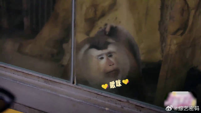 刘嘉玲都没见过的猴子，刘晓庆喂它吃鸡蛋，何赛飞忍不住和猴亲亲