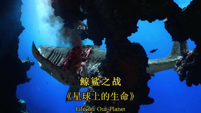 巨齿鲨对阵利维坦鲸，800万年前宿敌对决