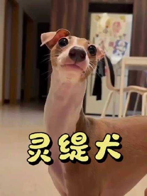 为什么灵缇犬是狗界“超跑”？灵缇犬大牛说科普