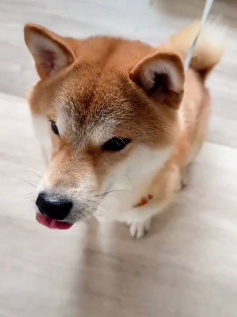 呼安！呼安上才艺， 张真源张真源 你最重要