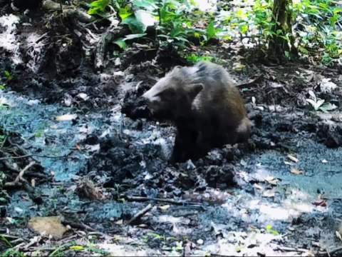 野猪泥浆浴是演化生存智慧，人类借此调养身心