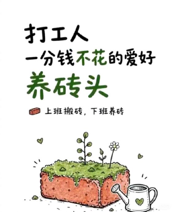 零成本治愈新宠：年轻人流行“养砖头”